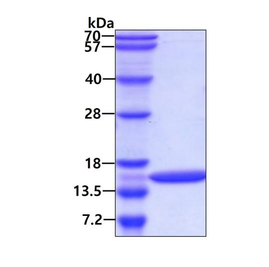 SDS-PAGE gel showing recombinant E.coli secB protein 3ug under reducing conditions Coomassie blue stain