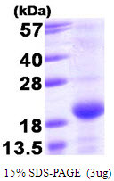SDS-PAGE gel of recombinant human BMF protein 3µg under reducing conditions Coomassie blue stain
