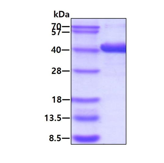 SDS-PAGE gel showing recombinant human D amino acid oxidase DAO protein under reducing conditions Coomassie stain
