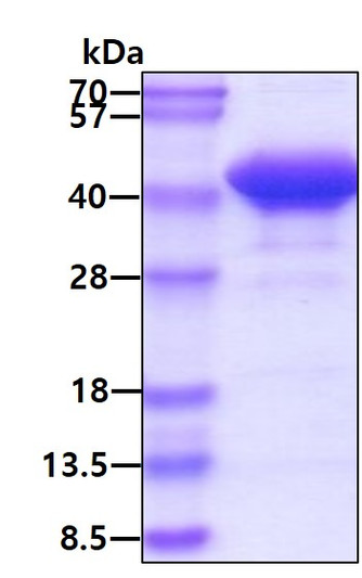 SDS-PAGE gel of recombinant human Glycogenin 1 protein 3 µg under reducing conditions with Coomassie blue stain