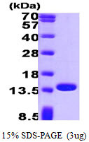 SDS-PAGE gel of recombinant human Profilin 1 PFN1 protein 3μg under reducing conditions stained with Coomassie blue