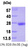 SDS-PAGE gel of recombinant human PRL-3 PTP4A3 protein under reducing conditions with Coomassie blue stain