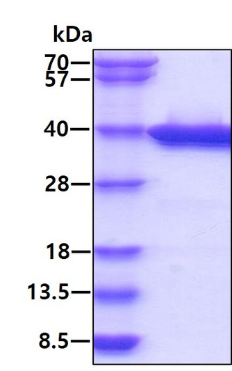 SDS-PAGE gel of recombinant human Galectin-4 LGALS4 protein under reducing conditions