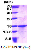 SDS-PAGE gel of recombinant human GDF-15 protein under reducing conditions stained with Coomassie blue