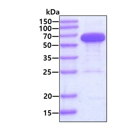 SDS-PAGE gel of recombinant human STI1 STIP1 protein under reducing conditions stained with Coomassie blue