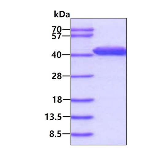 SDS-PAGE gel of recombinant human CapG protein 3µg under reducing conditions Coomassie blue stain