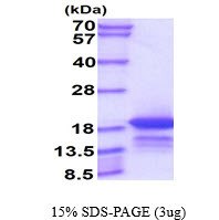 SDS-PAGE gel of recombinant human ENSA protein 3μg reducing conditions Coomassie stain