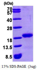 SDS-PAGE gel of recombinant human GABARAP protein under reducing conditions stained with Coomassie blue