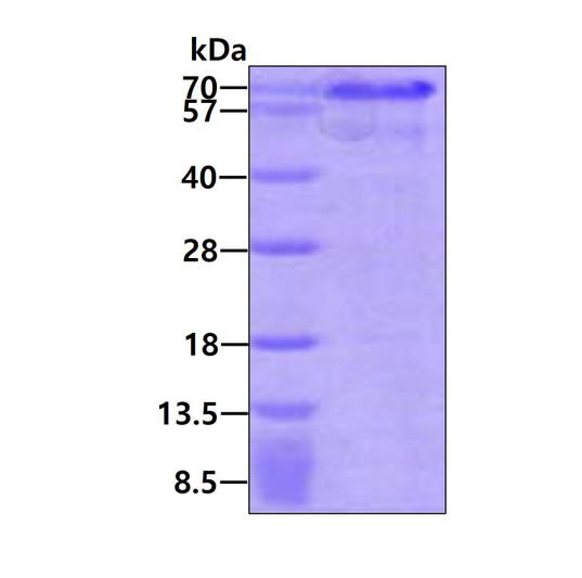 SDS-PAGE gel of recombinant human HEXIM1 protein under reducing conditions stained with Coomassie blue