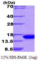 SDS-PAGE gel of recombinant human Galectin-9 LGALS9 protein 3 µg reducing conditions Coomassie blue stain