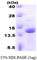 SDS-PAGE gel of recombinant human FKBP13 FKBP2 protein under reducing conditions Coomassie blue stain