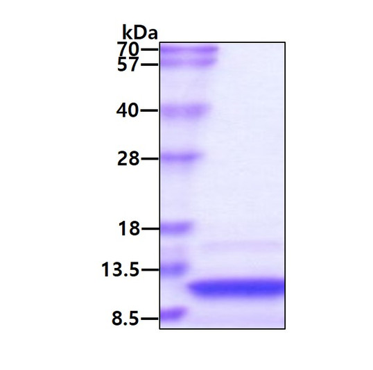 SDS-PAGE gel of recombinant human CCL27 CTACK protein 3µg under reducing conditions Coomassie blue stain