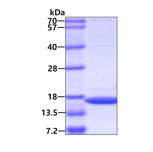 SDS-PAGE gel of recombinant human CUTA protein 3µg under reducing conditions stained with Coomassie blue