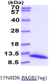 SDS-PAGE gel of recombinant E.coli trxA protein 3μg under reducing conditions Coomassie blue stain