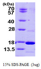SDS-PAGE gel showing recombinant human PDE6D protein 3 μg under reducing conditions Coomassie blue stain