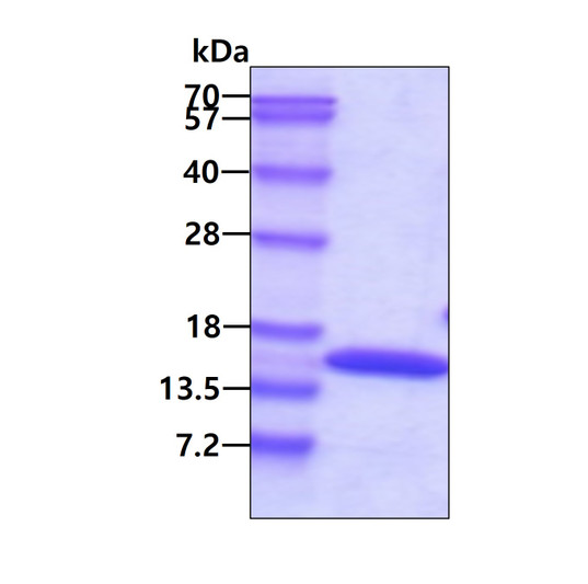 SDS-PAGE gel of recombinant human FIS1 protein under reducing conditions Coomassie blue stain