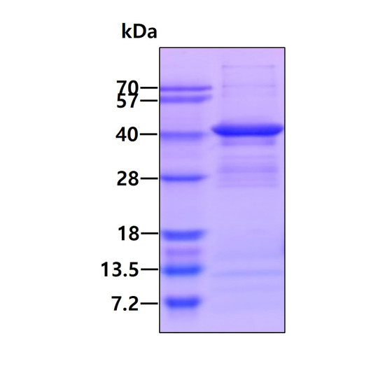 SDS-PAGE gel showing 3µg recombinant human Arginase 1 ARG1 protein under reducing conditions Coomassie blue stain