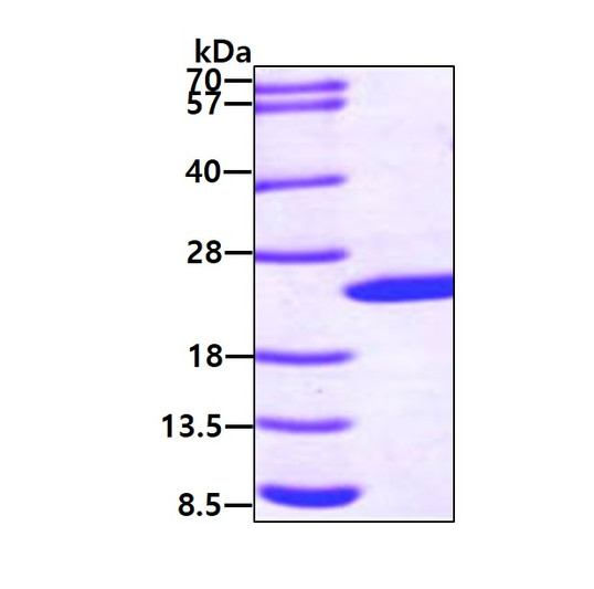 SDS-PAGE of recombinant human Sonic Hedgehog Shh protein under reducing conditions stained with Coomassie blue