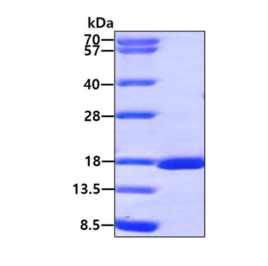 SDS-PAGE gel of recombinant human RUNX3 CBFA3 protein under reducing conditions stained with Coomassie blue