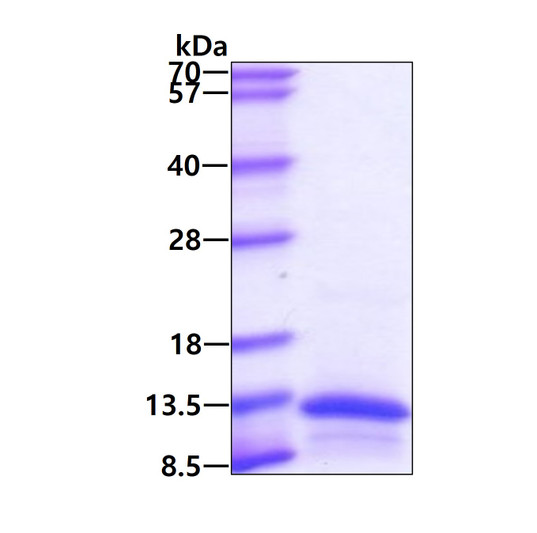 SDS-PAGE gel showing recombinant human CCL19 MIP-3 beta protein 3μg under reducing conditions Coomassie blue stain