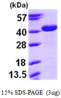 SDS-PAGE of recombinant human Arginase 2 ARG2 protein under reducing conditions