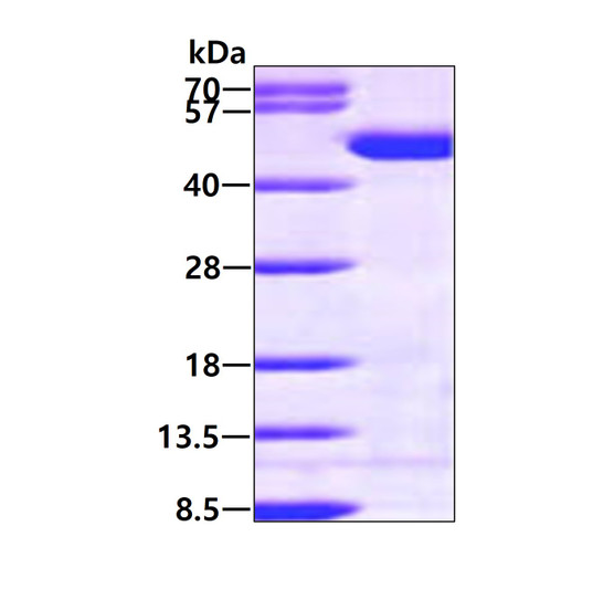 SDS-PAGE of recombinant human CKB protein under reducing conditions Coomassie blue stain