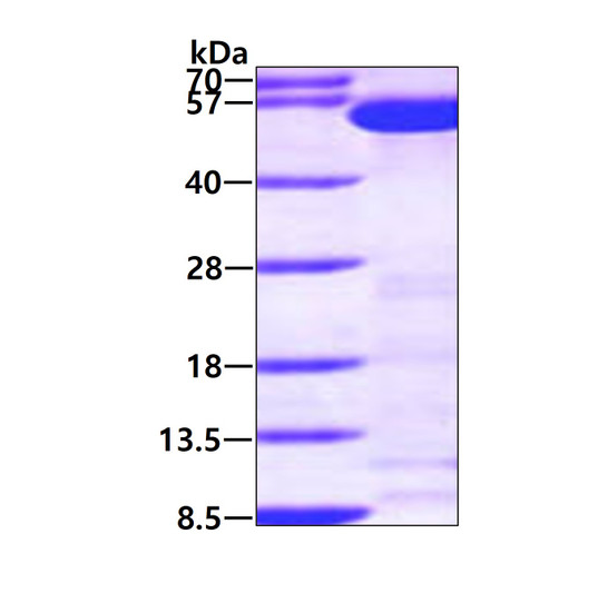 SDS-PAGE gel of recombinant human WARS protein under reducing conditions stained with Coomassie blue