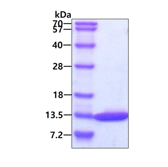 SDS-PAGE gel showing recombinant human DYNLRB1 protein 3 μg under reducing conditions stained with Coomassie blue