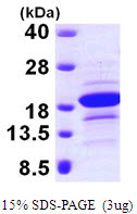 SDS-PAGE gel of recombinant human EDF1 protein under reducing conditions stained with Coomassie blue