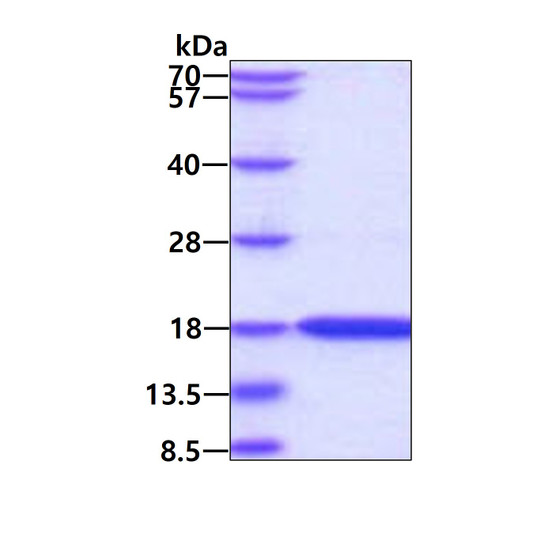 SDS-PAGE gel showing recombinant human LC3A MAP1LC3A protein 3μg under reducing conditions Coomassie blue stain