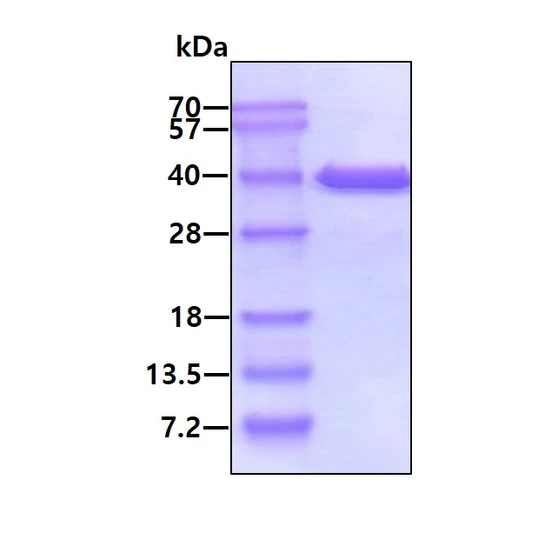 SDS-PAGE gel of recombinant human MDH1 protein 3µg under reducing conditions stained with Coomassie blue