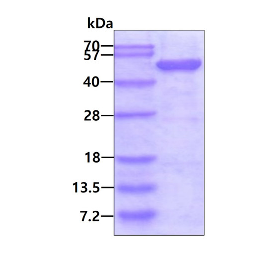 SDS-PAGE gel of recombinant human SNX1 protein 3µg under reducing conditions Coomassie blue stain