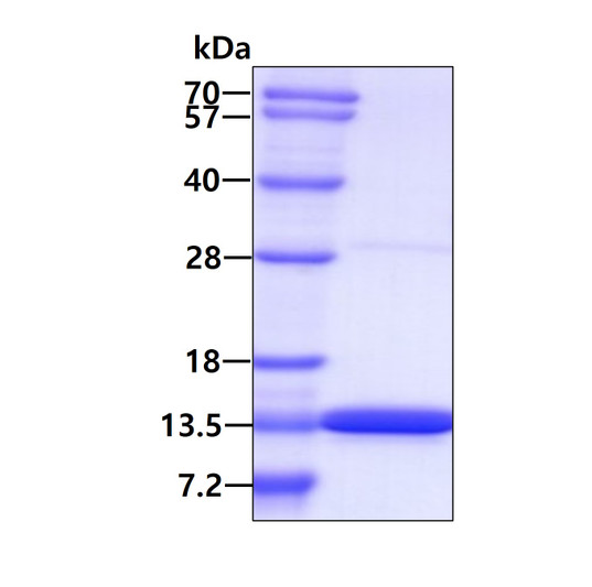 SDS-PAGE gel of recombinant human PCBD1 protein 3µg under reducing conditions Coomassie blue stain