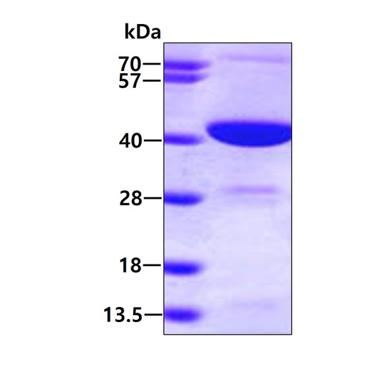 SDS-PAGE gel showing recombinant human GMPR2 protein 3µg under reducing conditions with Coomassie blue stain