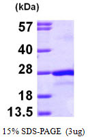 SDS-PAGE gel showing recombinant human PRL-2 PTP4A2 protein 3 µg Coomassie blue stain