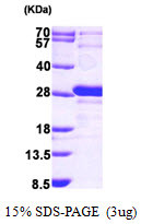 SDS-PAGE gel showing recombinant human GRPEL1 protein 3µg under reducing conditions Coomassie blue stain
