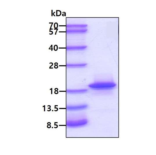 SDS-PAGE gel of recombinant human NCBP2 protein under reducing conditions Coomassie blue stain