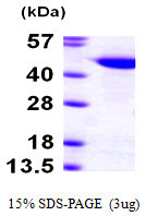 SDS-PAGE gel of recombinant human CuL1 protein 3μg under reducing conditions Coomassie blue stain