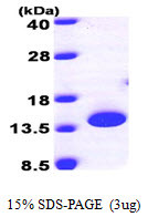 SDS-PAGE gel of recombinant human PTRH2 protein 3µg reducing conditions Coomassie blue stain