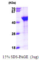 SDS-PAGE gel of recombinant human EMAP-II protein under reducing conditions Coomassie blue stain