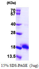 SDS-PAGE gel of recombinant E. coli Ecotin protein 3µg under reducing conditions Coomassie blue stain