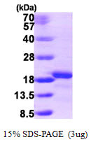 SDS-PAGE gel showing 3µg recombinant human AIF1L protein under reducing conditions with Coomassie blue stain