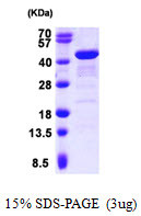 SDS-PAGE gel of recombinant human GRAP2 protein under reducing conditions stained with Coomassie blue