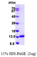 SDS-PAGE gel of recombinant human SNRPE protein 3ug under reducing conditions with Coomassie blue stain
