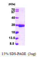 SDS-PAGE gel showing recombinant human NUDT3 DIPP1 protein 3 µg under reducing conditions Coomassie blue stain