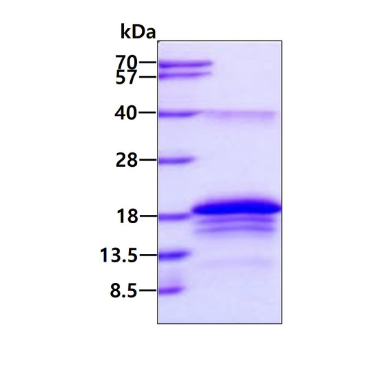 SDS-PAGE of recombinant human BATF protein 3µg under reducing conditions Coomassie blue stain