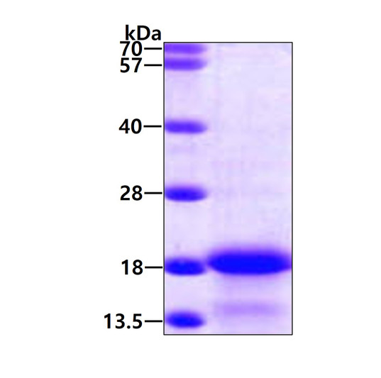 SDS-PAGE gel of recombinant human MYL6 protein 3µg under reducing conditions Coomassie blue stain