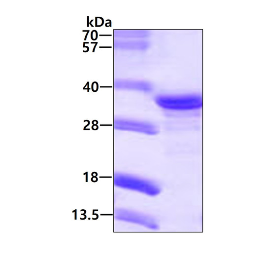 Recombinant human NECAP2 protein SDS-PAGE gel under reducing conditions stained with Coomassie blue
