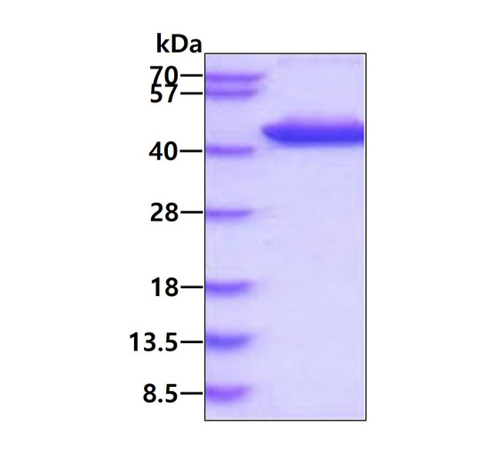 SDS-PAGE gel of recombinant human ALDOC protein 3µg under reducing conditions Coomassie blue stain