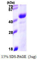 SDS-PAGE gel of recombinant human DNAJB11 protein under reducing conditions stained with Coomassie blue